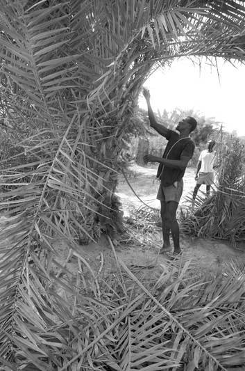 Cultivateur hartani, dans les Jardins du quartier 5ième arrondissement, Nouakchott, 1993, Ph. Moctar KANE.