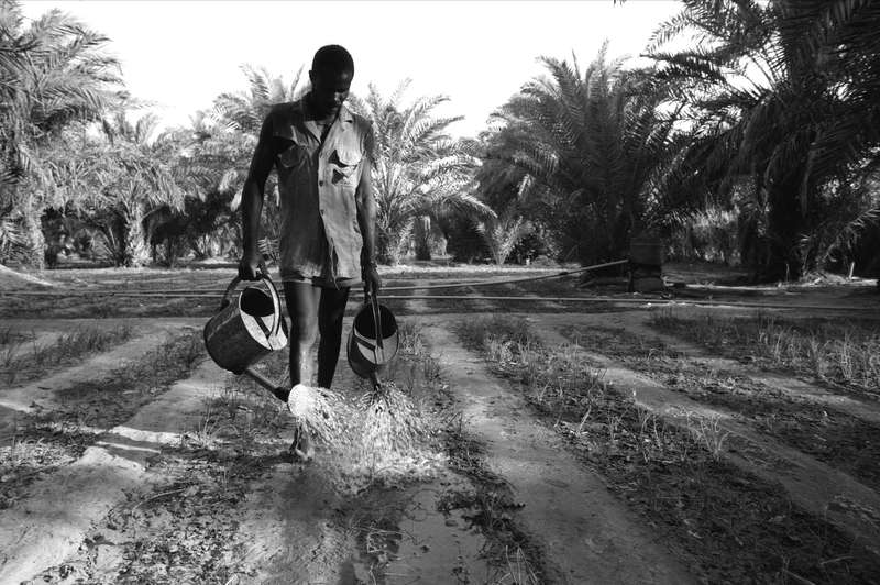 Cultivateur hartani, dans les Jardins du quartier 5ième arrondissement, Nouakchott, 1993, Ph. Moctar KANE.